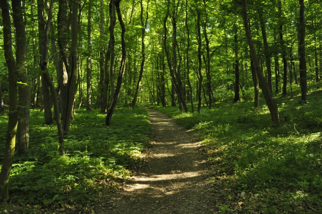 green grass and brown trees during daytime